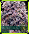 Blueberry Bliss Auto - Vision Seeds