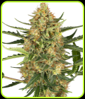 Blueberry Bubblegum Automatic - Sensi Research Seeds