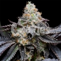 Blueberry Bubblegum - Cookies Seed Bank