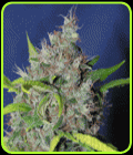 Blueberry Bud - Sagarmatha Seeds