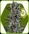 SALE - Blueberry Cheese Autoflowering - Zambeza Seeds - Cannabis Seed Sale Items