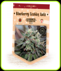 Blueberry Cookies Auto - Garden of Green