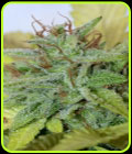 Blueberry Cookies - Mamiko Seeds