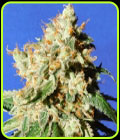 Blueberry Cookies Auto - Original Sensible Seeds
