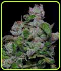 Blueberry Crystal Gelato - Big Head Seeds