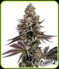 Blueberry Cupcake - Humboldt Seed Company