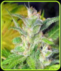 Blueberry Express - Kaliman Seeds