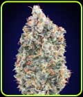Blueberry Fast - OO Seeds