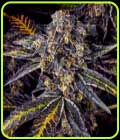 Blueberry Freeze - Masonrie Seeds