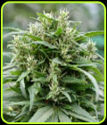 Blueberry Gelato - Emerald Triangle Seeds