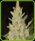Blueberry Ghost OG - Original Sensible Seeds