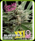 Blueberry Haze XXL Auto - Growers Choice