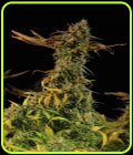 Blueberry Headband - Humboldt Seed Organisation