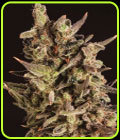 Blueberry Headband x SCBDX - Super CBDx Seeds