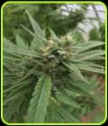 Blueberry Headband Auto - Emerald Triangle Seeds