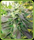 Blueberry Headband CBD - Emerald Triangle Seeds