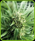Blueberry Kush - Kush Cannabis Seeds