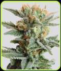 Blueberry Kush Auto - Nirvana Seeds