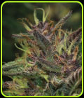 Blueberry Muffin - Humboldt Seed Company