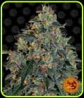 Blueberry OG - Barneys Farm Seeds