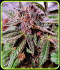 Blueberry Pancakes - Holy Smoke Seeds