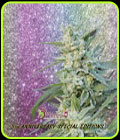 Blueberry Pot Tart - Dr Krippling Seeds