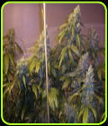 Blueberry Punch - Next Generation Seeds