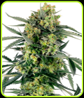 Blueberry Zkittlez Automatic - Sensi Research Seeds