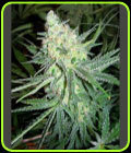 Blues - UGORG Seeds