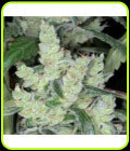 Bob's Cheese - Kaliman Seeds