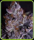 Bombsicle - StarFire Genetix