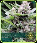 Bona Dea CBD+ - Vision Seeds