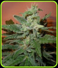 Bonkers - Next Generation Seeds