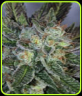 Boomerang - Mamiko Seeds