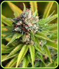 Borgota Breeze - Norstar Genetics