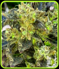 Boss Hogg - Cali Connection Seeds