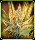 Boss's Sister - Sin City Seeds