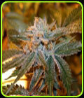 Boulder Bubblegum - Sagarmatha Seeds