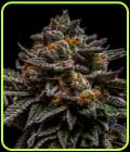 Brain Cake - Ripper Seeds