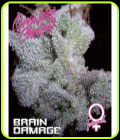SALE - Brain Damage Auto - Growers Choice - Cannabis Seed Sale Items
