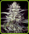 Brain Stroke Auto - High Speed Buds