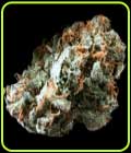Brain Trauma Auto - TerpFarmz Seeds