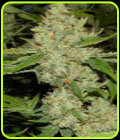Brains Choice - KC Brains