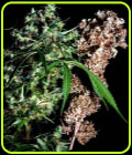Brainstorm Haze G13 - Delta 9 Labs Seeds