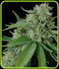 Brazil Amazonia - World of Seeds