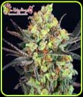 Break-Neck Larry - Dr Krippling Seeds