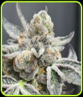 Break Pad Breath - Ripper Seeds