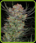 Brian Berry Cough - Subcools The Dank