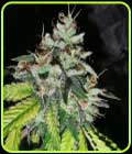 Britcoin - Pheno Finder Seeds