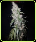 Britney - True Canna Genetics